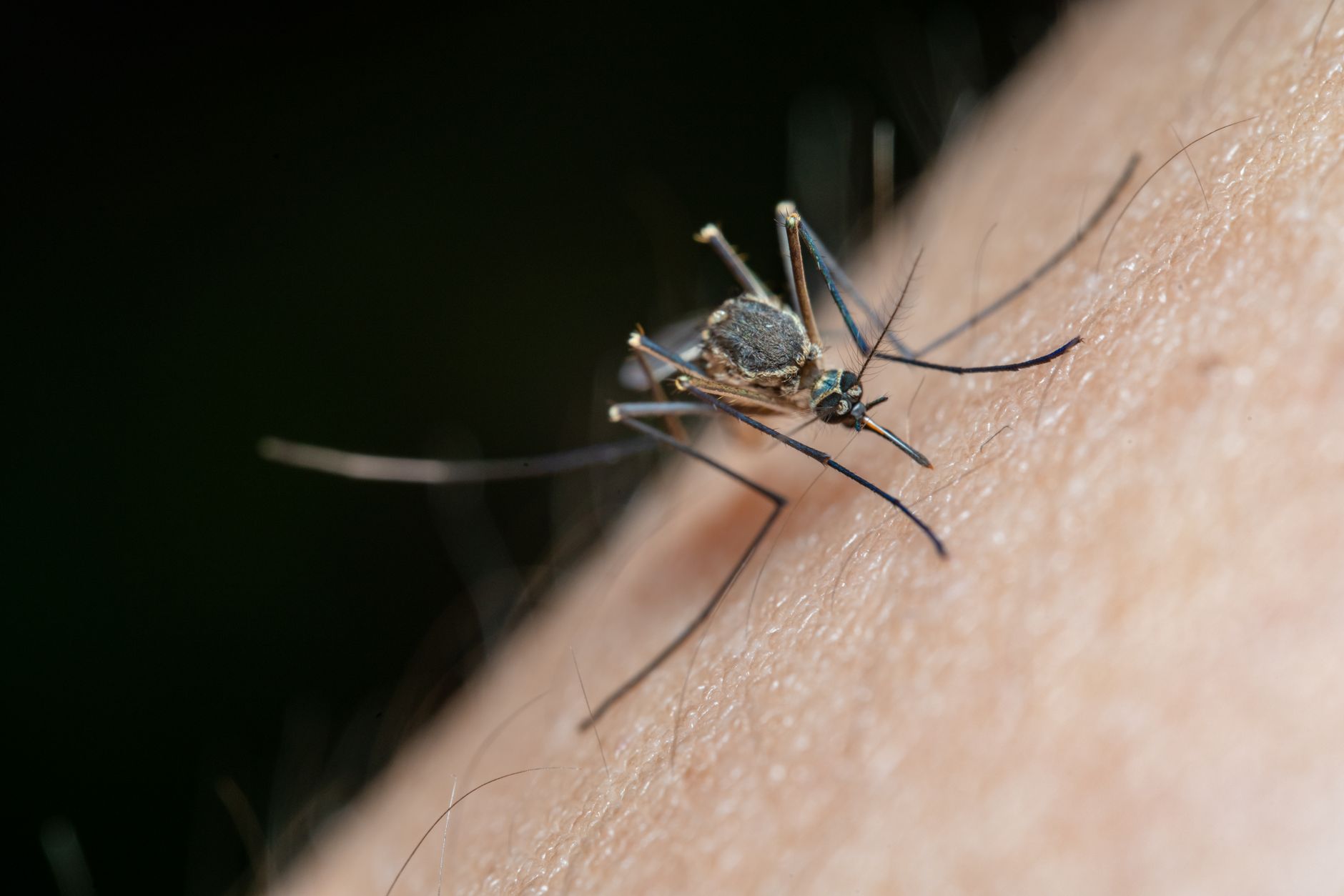 Makro ujęcie komara na ludzkiej skórze, ryzyko malarii w Afryce