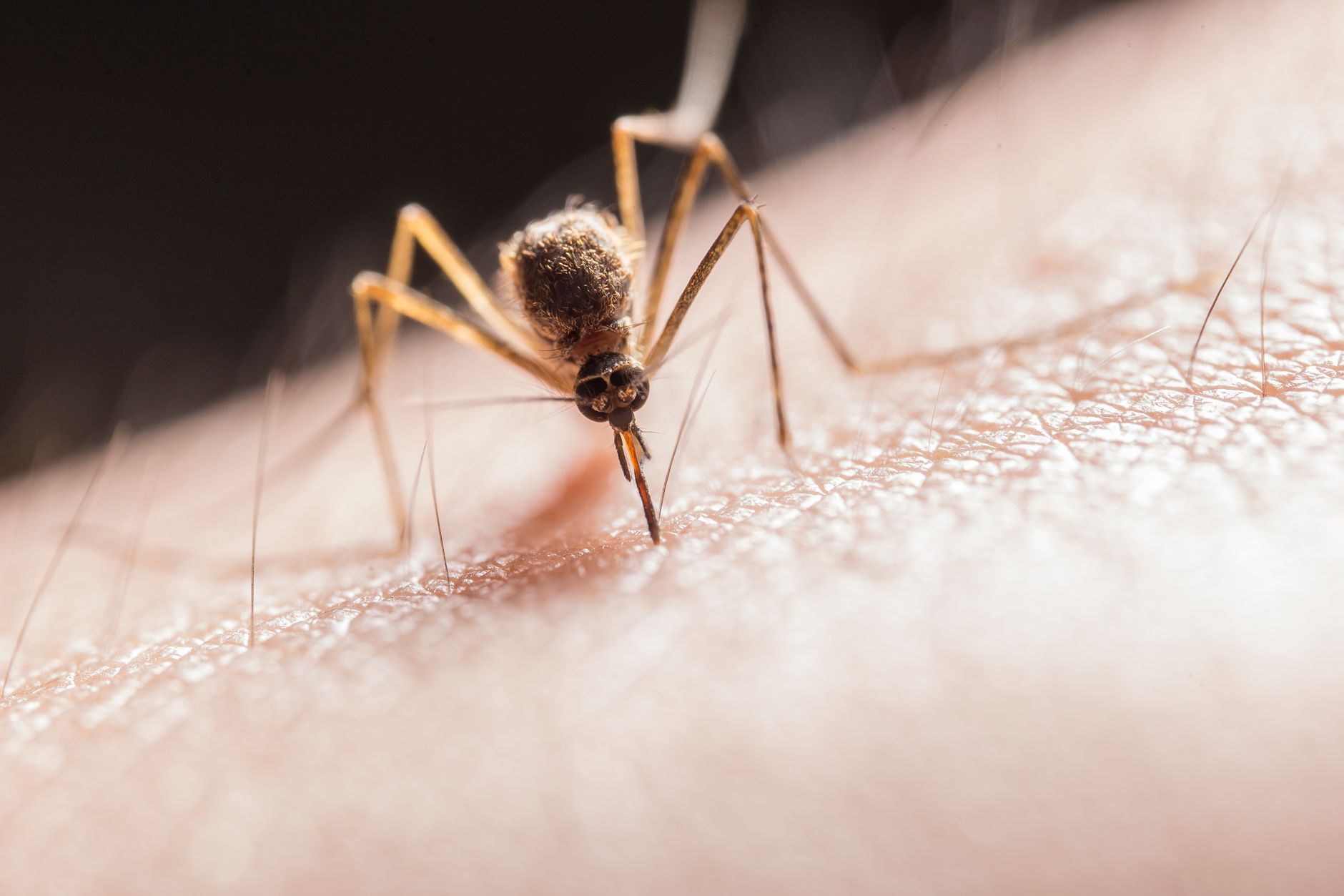 Makro ujęcie komara przebijającego skórę ssawką