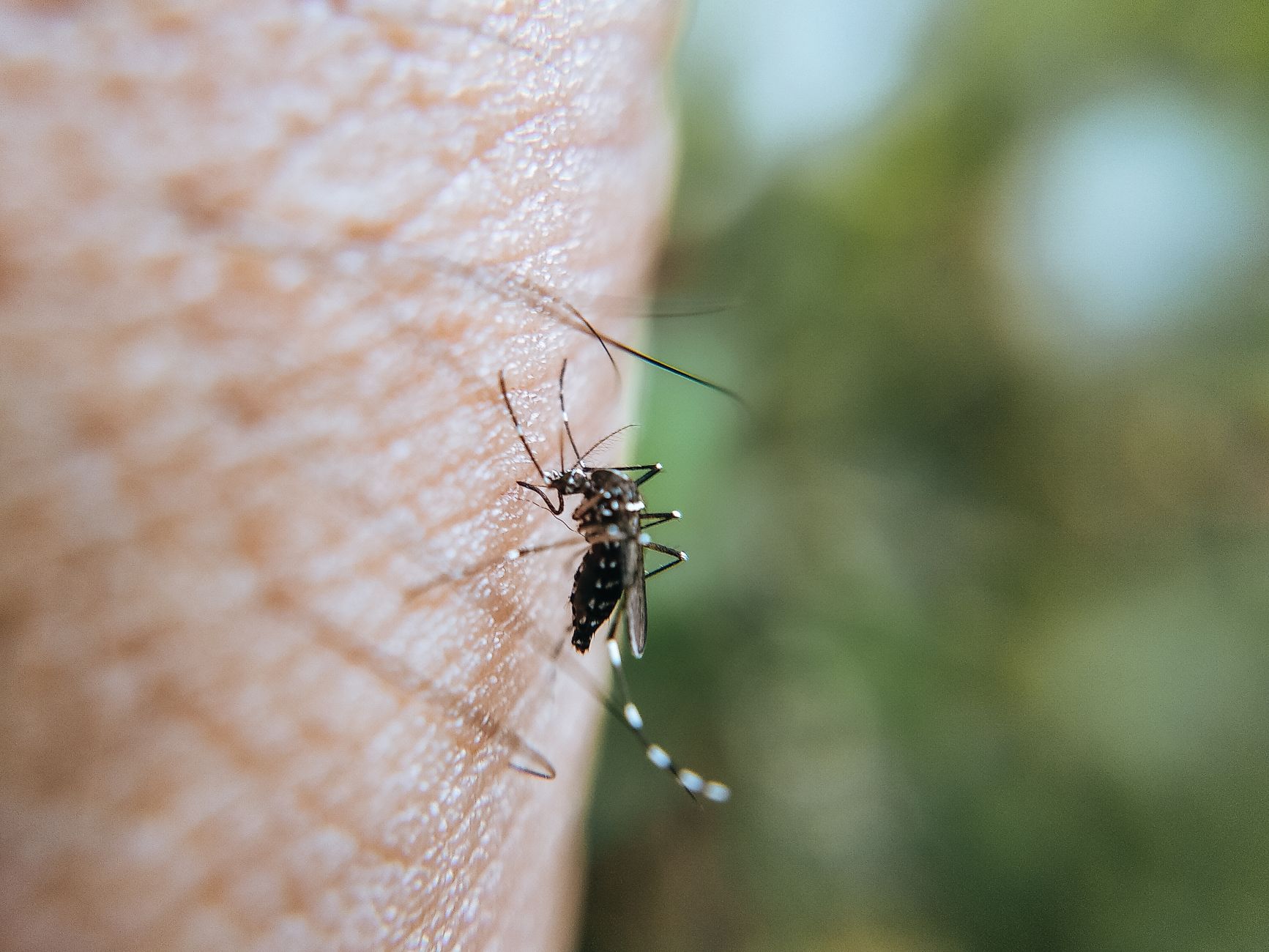 Makro zbliżenie komara gryzącego ludzką skórę