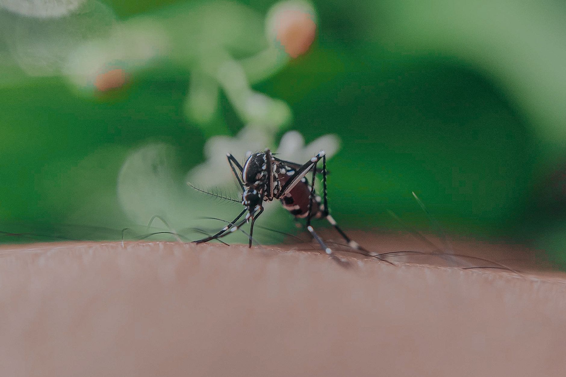 Zbliżenie komara pijącego krew na owłosionej skórze człowieka