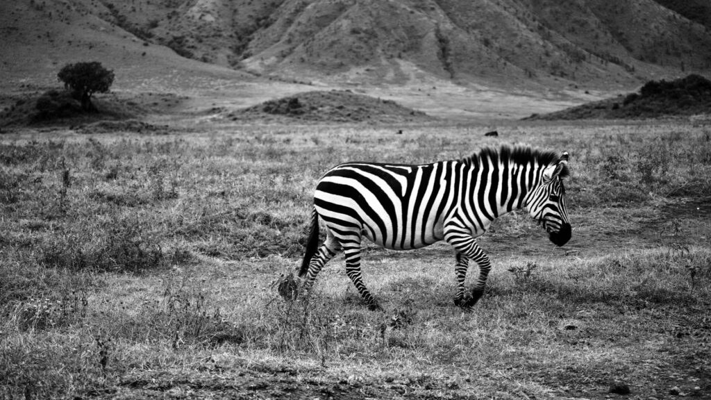 Pierwsze safari w Tanzanii: Serengeti czy Ngorongoro na początek wyprawy?