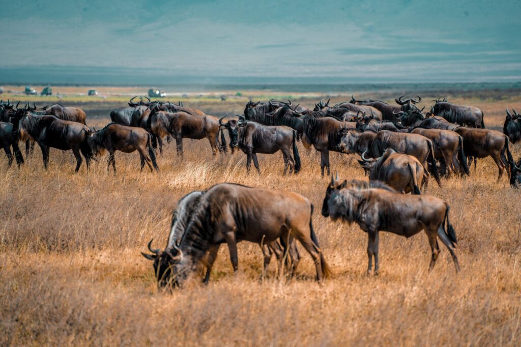 Pierwsze safari w Tanzanii: Serengeti czy Ngorongoro na początek wyprawy?