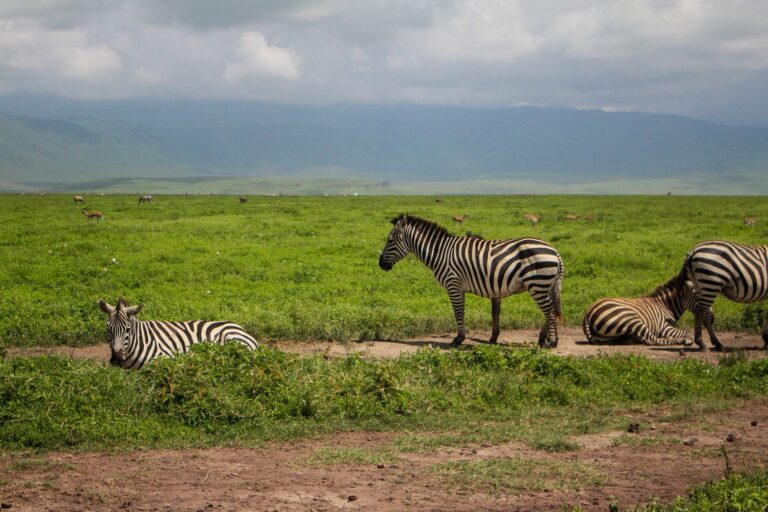 Pierwsze safari w Tanzanii: Serengeti czy Ngorongoro na początek wyprawy?