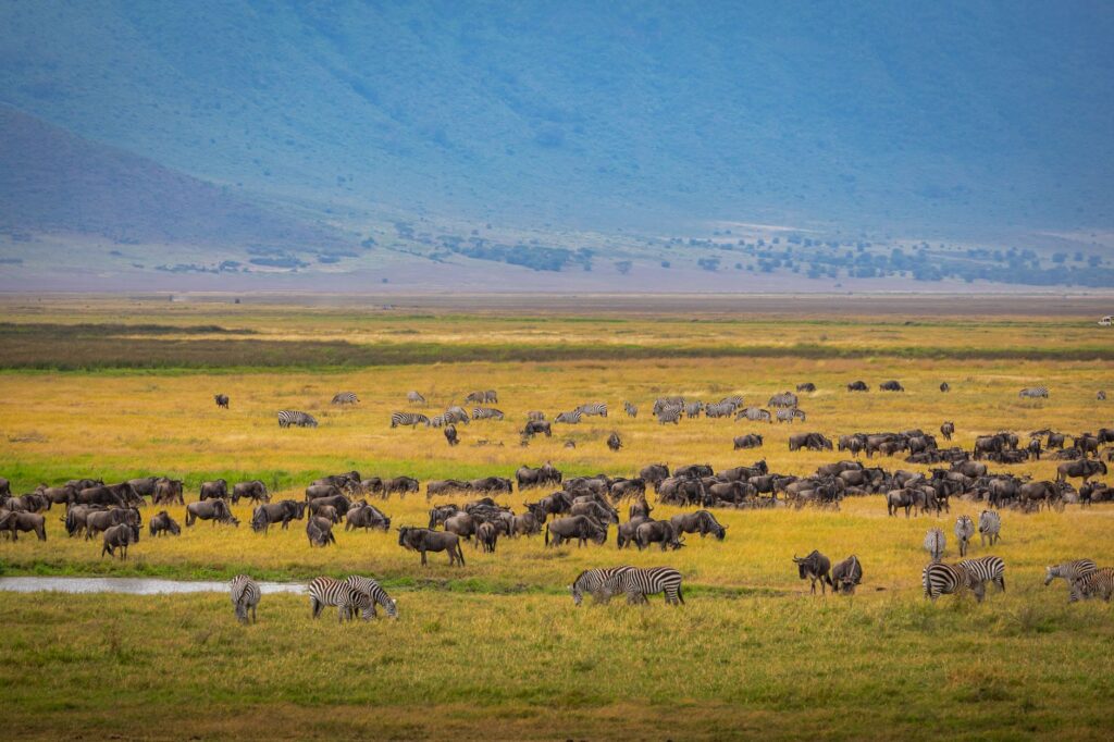Pierwsze safari w Tanzanii: Serengeti czy Ngorongoro na początek wyprawy?