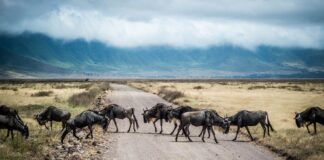 Pierwsze safari w Tanzanii: Serengeti czy Ngorongoro na początek wyprawy?