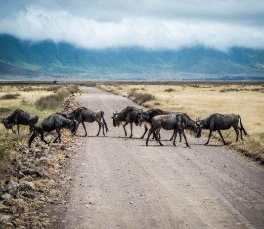 Pierwsze safari w Tanzanii: Serengeti czy Ngorongoro na początek wyprawy?