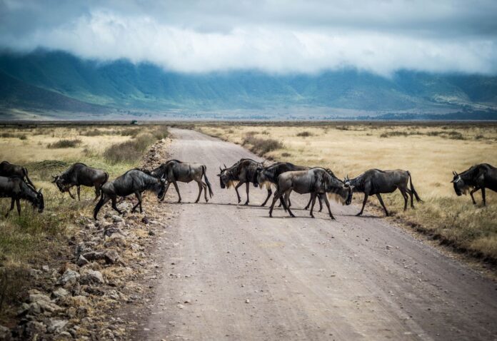 Pierwsze safari w Tanzanii: Serengeti czy Ngorongoro na początek wyprawy?